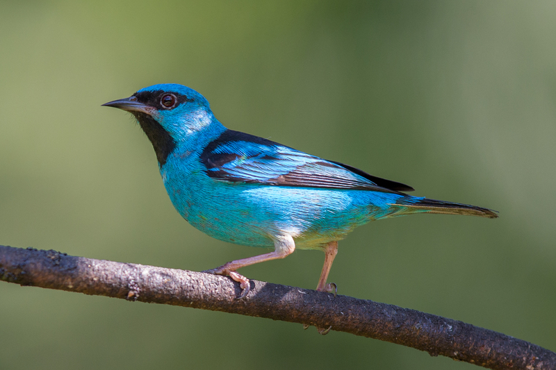 blue dacnis, turquoise honeycreeper (Dacnis cayana) adult male; DISPLAY FULL IMAGE.