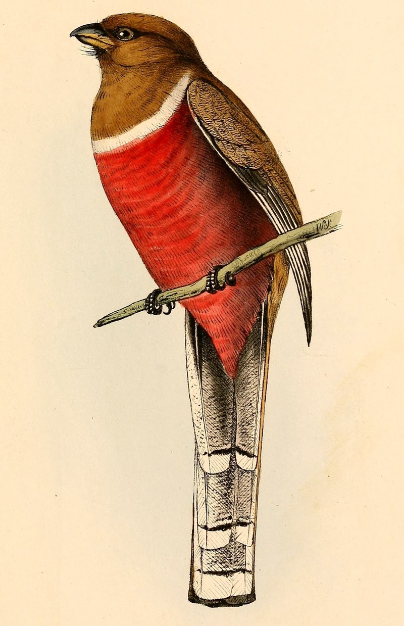 collared trogon (Trogon collaris) female; DISPLAY FULL IMAGE.