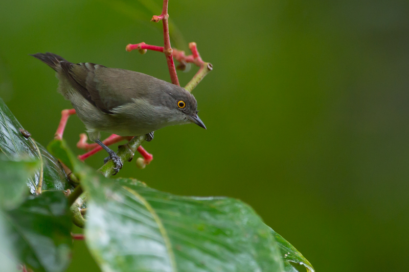 black-faced dacnis (Dacnis lineata) female; DISPLAY FULL IMAGE.