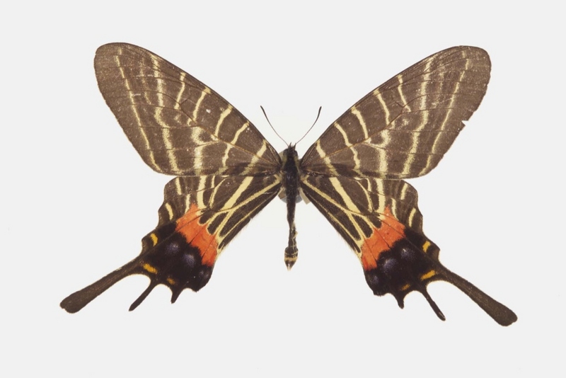 Bhutanitis thaidina, Chinese three tailed swallowtail; DISPLAY FULL IMAGE.