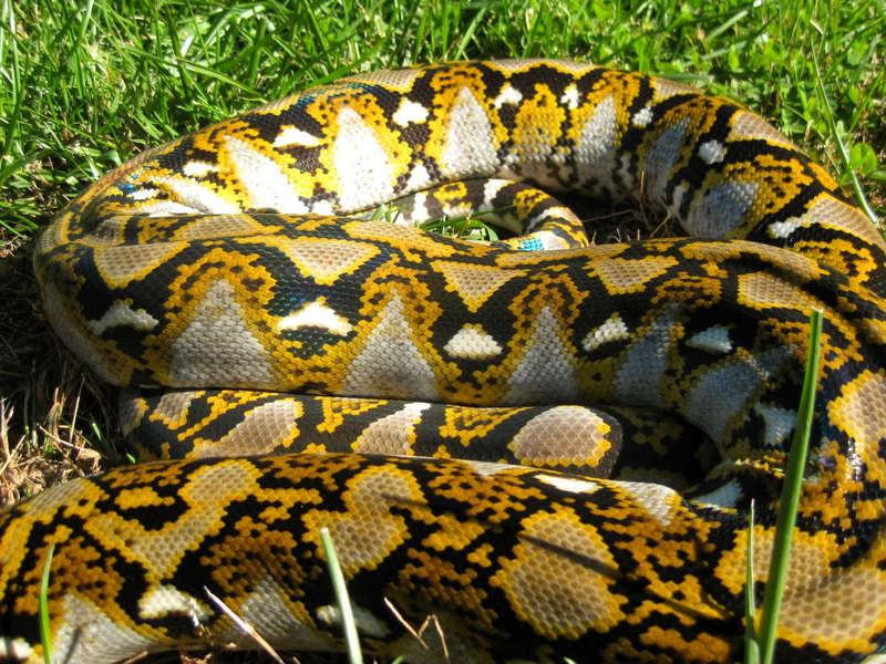 reticulated python (Python reticulatus); DISPLAY FULL IMAGE.