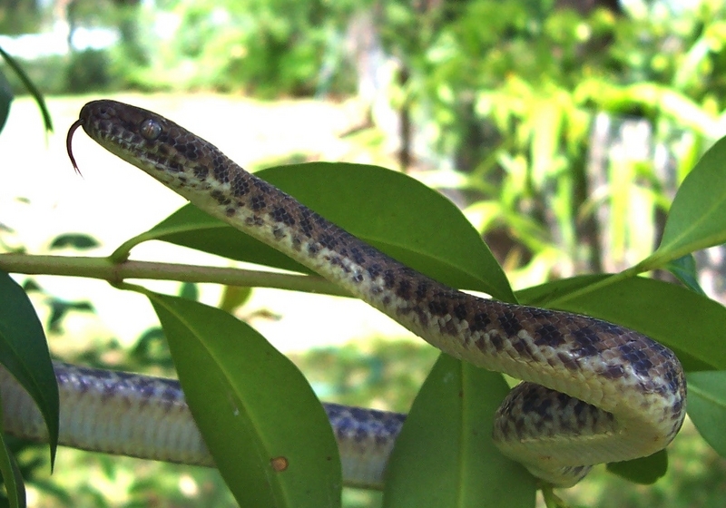 Children's python (Antaresia childreni); DISPLAY FULL IMAGE.