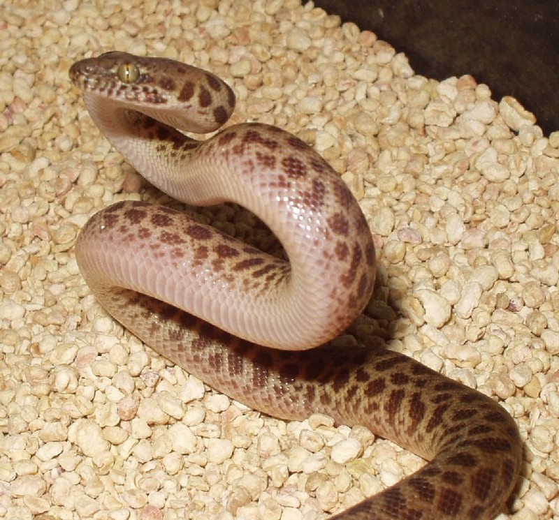 Children's python (Antaresia childreni); DISPLAY FULL IMAGE.