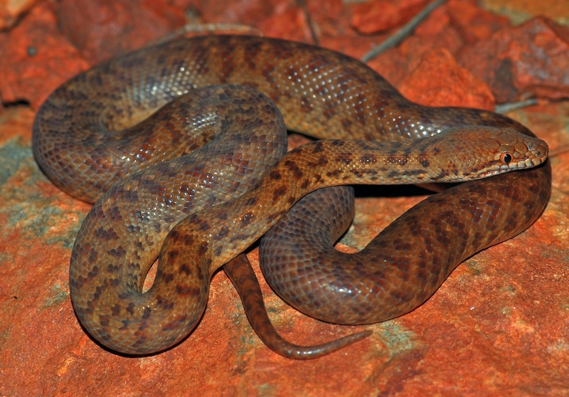 pygmy python, anthill python (Antaresia perthensis); DISPLAY FULL IMAGE.