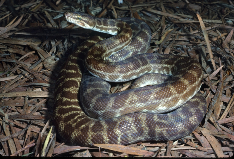 Stimson's python (Antaresia stimsoni); DISPLAY FULL IMAGE.