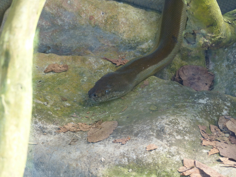 Irian python, Papuan python (Apodora papuana); DISPLAY FULL IMAGE.