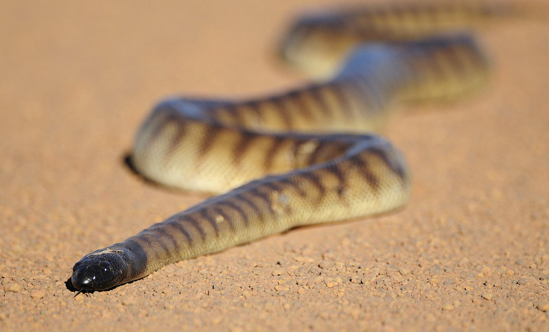 black-headed python (Aspidites melanocephalus); DISPLAY FULL IMAGE.