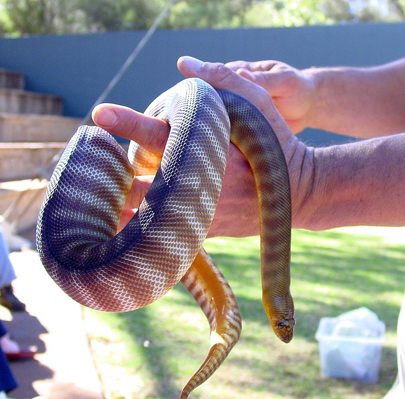 Ramsay's python, woma (Aspidites ramsayi); DISPLAY FULL IMAGE.