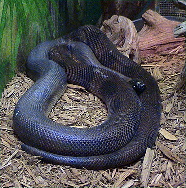 Bismarck ringed python (Bothrochilus boa); Image ONLY