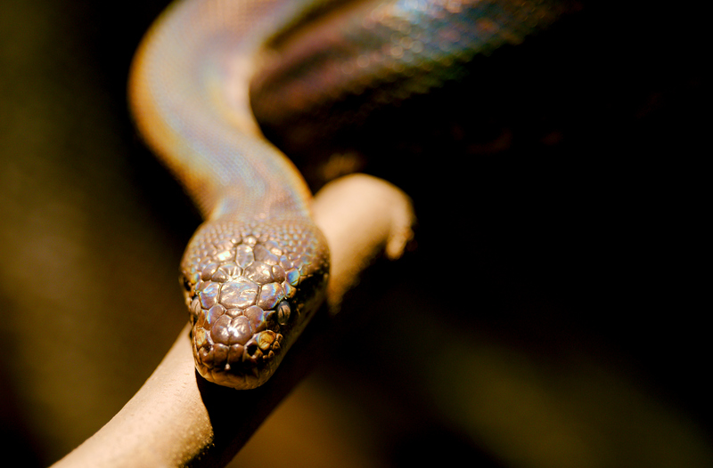 Macklot's python (Liasis mackloti); DISPLAY FULL IMAGE.