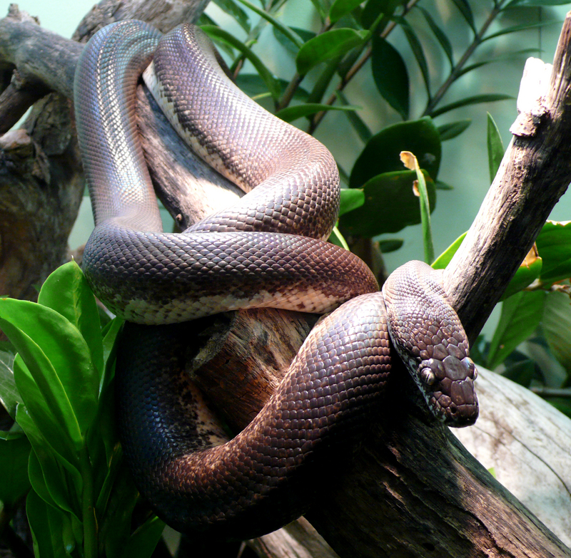 Savu python (Liasis savuensis, Liasis mackloti savuensis); DISPLAY FULL IMAGE.