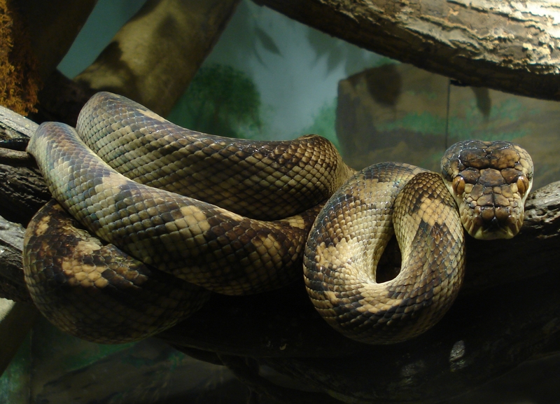 amethystine python, scrub python (Morelia amethistina); DISPLAY FULL IMAGE.
