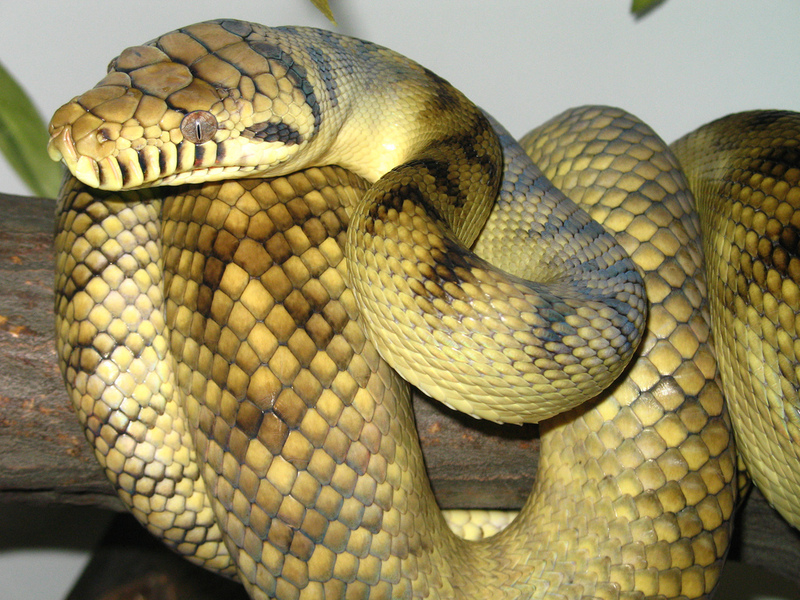 amethystine, scrub python (Morelia amethistina); DISPLAY FULL IMAGE.