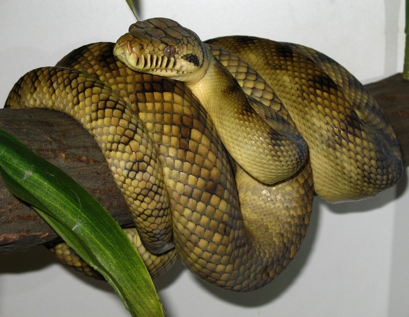 amethystine, scrub python (Morelia amethistina); DISPLAY FULL IMAGE.