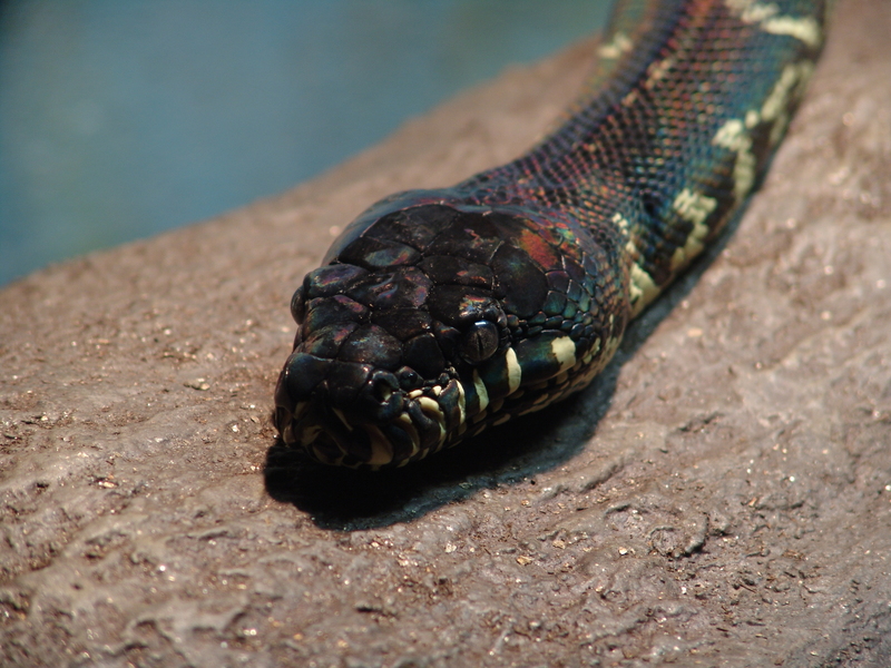Boelen's python, black python (Morelia boeleni); DISPLAY FULL IMAGE.