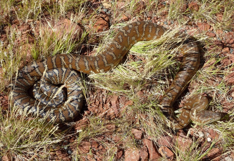 Bredl's python, Centralian carpet python (Morelia bredli); DISPLAY FULL IMAGE.