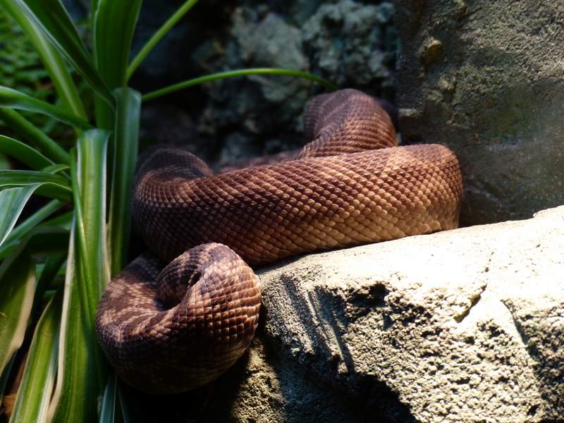 rough-scaled python (Morelia carinata); DISPLAY FULL IMAGE.