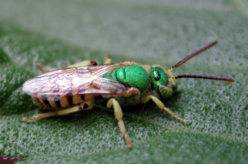 Agapostemon texanus (green sweat bee); DISPLAY FULL IMAGE.