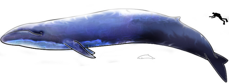 blue whale (Balaenoptera musculus) vs. Hector's Dolphin (Cephalorhynchus hectori); DISPLAY FULL IMAGE.
