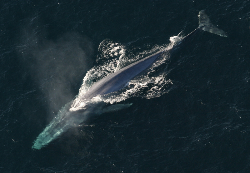 blue whale (Balaenoptera musculus); DISPLAY FULL IMAGE.