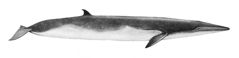 Sittang, Eden's whale (Balaenoptera edeni); DISPLAY FULL IMAGE.
