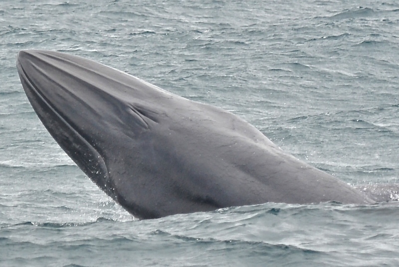 Bryde's whale (Balaenoptera brydei); DISPLAY FULL IMAGE.