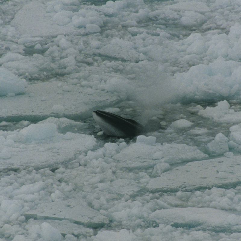 Antarctic minke whale, southern minke whale (Balaenoptera bonaerensis); DISPLAY FULL IMAGE.