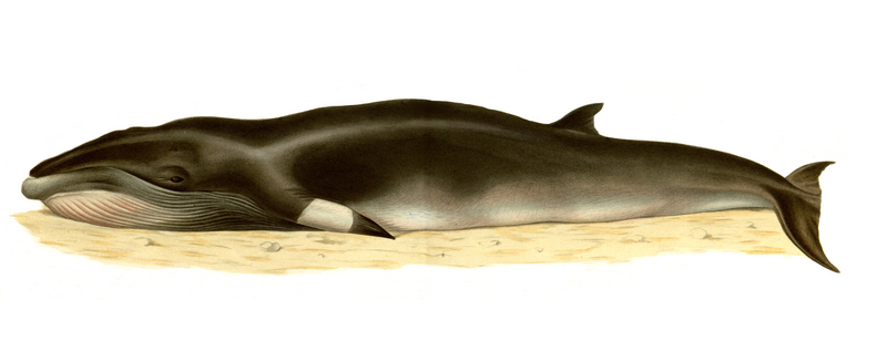 common minke whale, northern minke whale (Balaenoptera acutorostrata); DISPLAY FULL IMAGE.