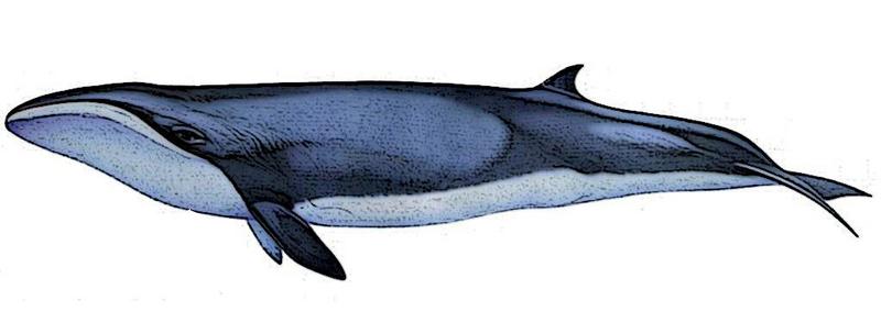 pygmy right whale (Caperea marginata); DISPLAY FULL IMAGE.
