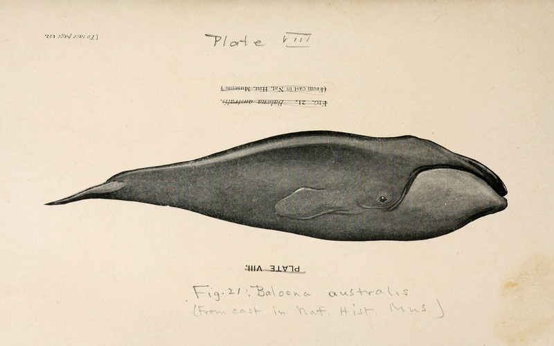 southern right whale (Eubalaena australis); DISPLAY FULL IMAGE.
