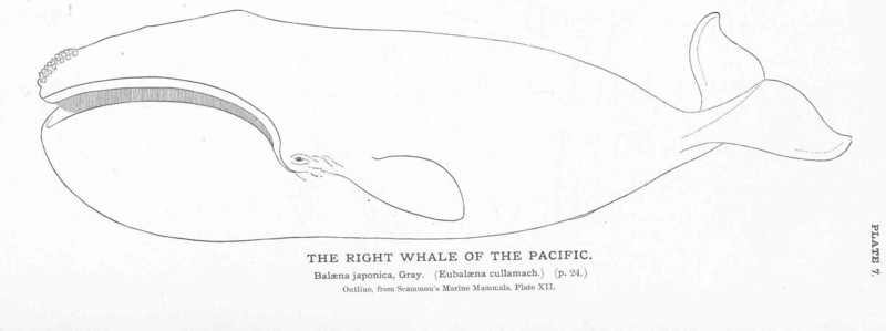 North Pacific right whale (Eubalaena japonica); DISPLAY FULL IMAGE.