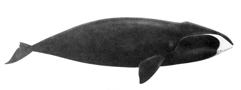bowhead whale (Balaena mysticetus); DISPLAY FULL IMAGE.