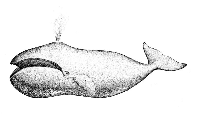 bowhead whale (Balaena mysticetus); DISPLAY FULL IMAGE.