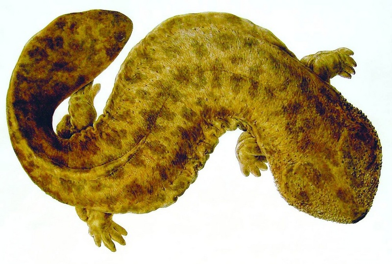 Japanese giant salamander (Andrias japonicus); DISPLAY FULL IMAGE.