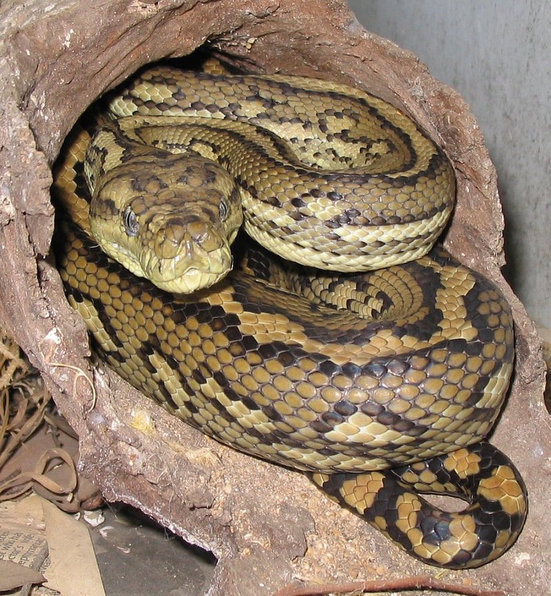 Eastern carpet python, McDowell's carpet python (Morelia spilota mcdowelli); DISPLAY FULL IMAGE.