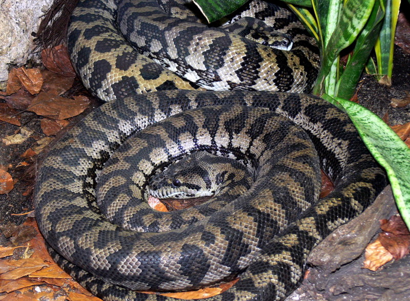 Northwestern carpet python (Morelia spilota variegata); DISPLAY FULL IMAGE.