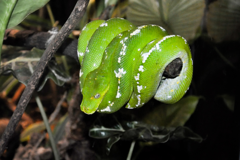 green tree python, chondro (Morelia viridis); DISPLAY FULL IMAGE.