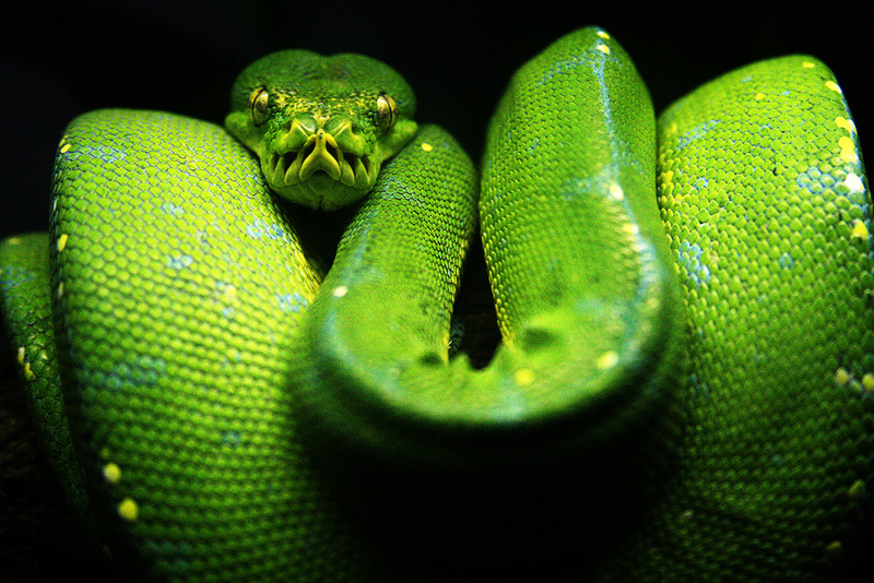 green tree python, chondro (Morelia viridis); DISPLAY FULL IMAGE.