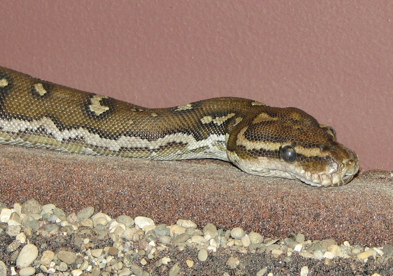 Angolan python, Anchieta's dwarf python (Python anchietae); DISPLAY FULL IMAGE.
