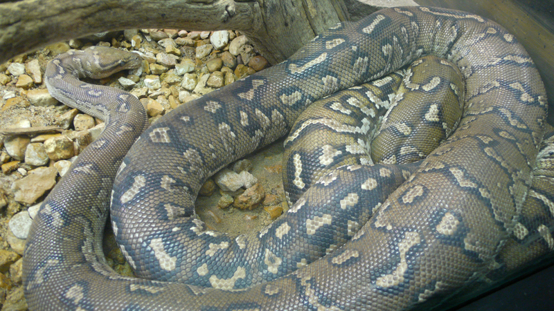 Angolan python, Anchieta's dwarf python (Python anchietae); DISPLAY FULL IMAGE.