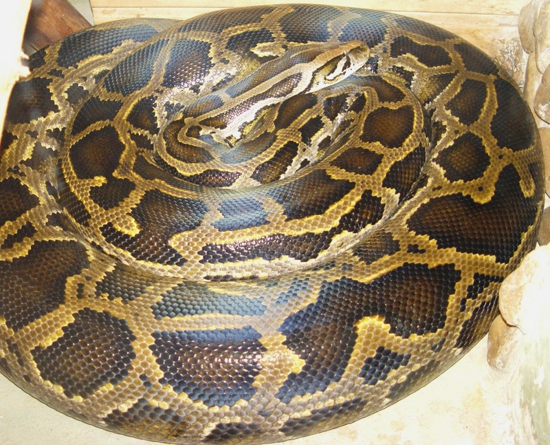 Burmese python (Python bivittatus); DISPLAY FULL IMAGE.