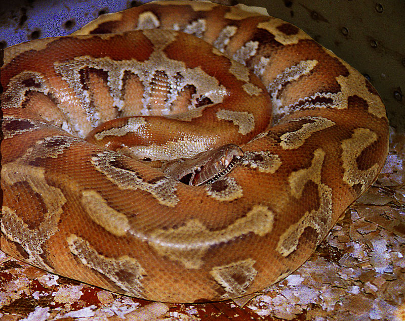 Borneo python (Python breitensteini); DISPLAY FULL IMAGE.