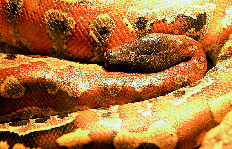 Borneo python (Python breitensteini); DISPLAY FULL IMAGE.
