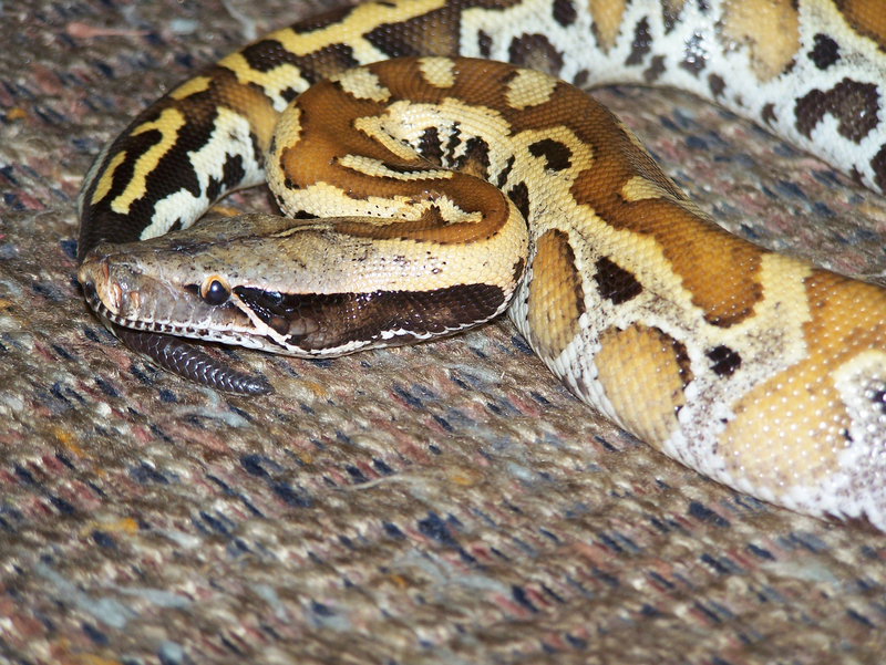 Brongersma's short-tailed python, red blood python (Python brongersmai); DISPLAY FULL IMAGE.