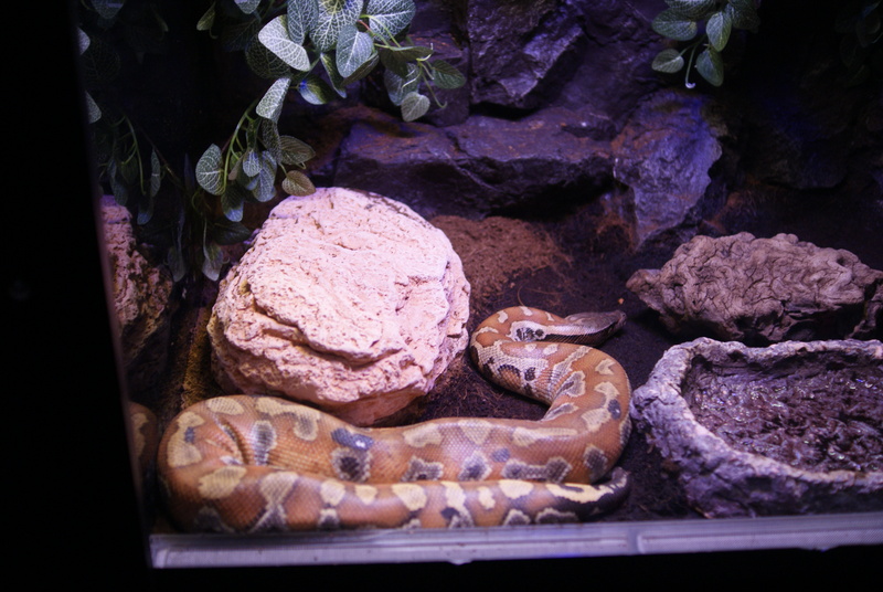 Brongersma's short-tailed python, blood python (Python brongersmai); DISPLAY FULL IMAGE.