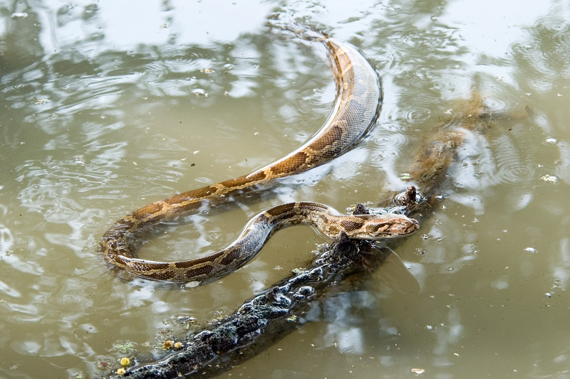 Indian rock python (Python molurus); DISPLAY FULL IMAGE.
