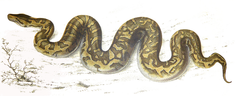 Southern African rock python (Python sebae natalensis); DISPLAY FULL IMAGE.