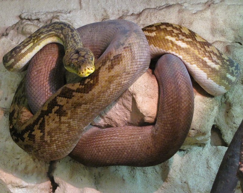 Timor python (Python timoriensis); DISPLAY FULL IMAGE.