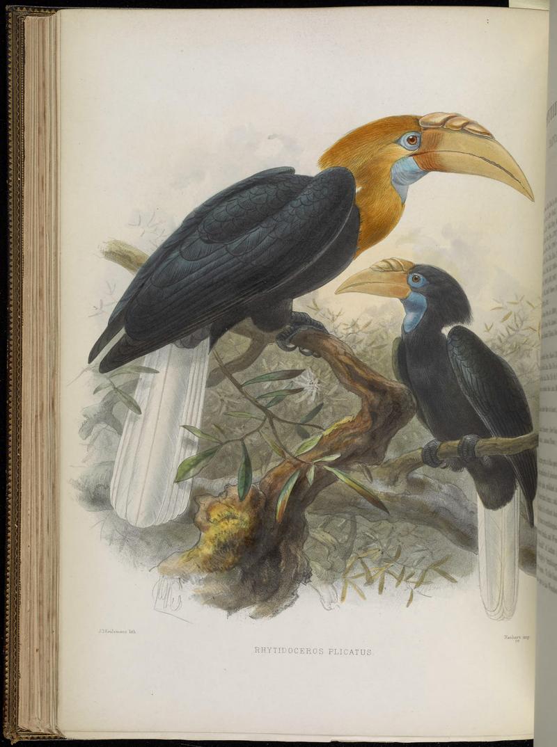 Blyth's hornbill, Papuan hornbill (Rhyticeros plicatus); DISPLAY FULL IMAGE.
