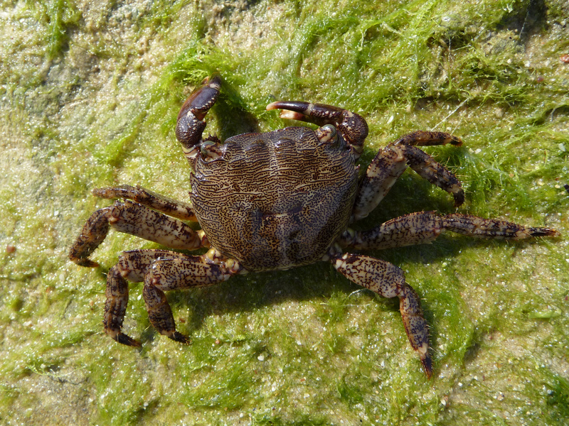 Pachygrapsus marmoratus (marbled rock crab); DISPLAY FULL IMAGE.